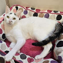 Thumbnail photo of Ellipsis... #4