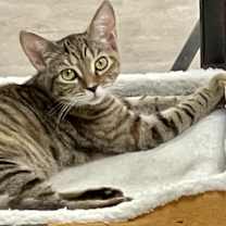 Thumbnail photo of Tundra (kitten) #1