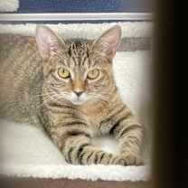 Thumbnail photo of Tundra (kitten) #2