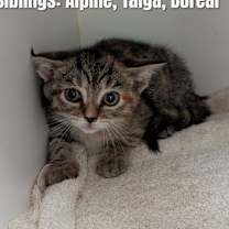 Thumbnail photo of Tundra (kitten) #3