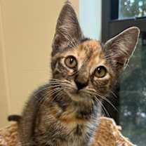 Thumbnail photo of Flame #1