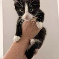 Thumbnail photo of J Cats : Jagger #2