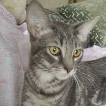 Thumbnail photo of the fonz #1