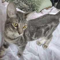 Thumbnail photo of the fonz #3