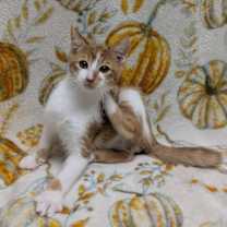 Thumbnail photo of Chestnut #1