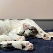 Thumbnail photo of Fergus #3