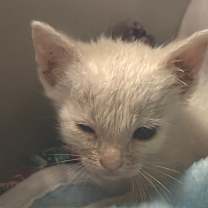 Thumbnail photo of Logic BD #2