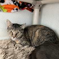 adopt-pet