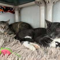 Thumbnail photo of Mama Mia #3