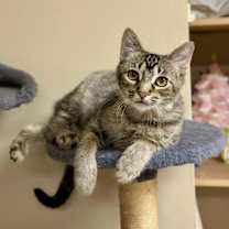 adopt-pet