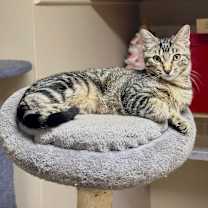 adopt-pet