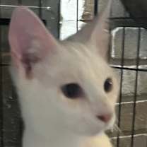 Thumbnail photo of Logic BD #1