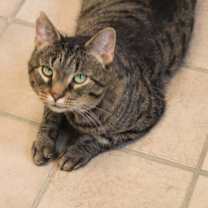 adopt-pet