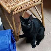 Thumbnail photo of Imani #1