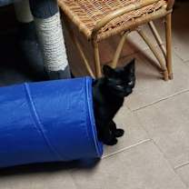 Thumbnail photo of Imani #4