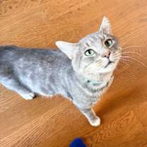 Thumbnail photo of College Claremont #4