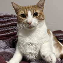 Thumbnail photo of Gilbert #3