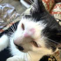 Thumbnail photo of Gaston #2