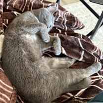 Thumbnail photo of Turtle #3