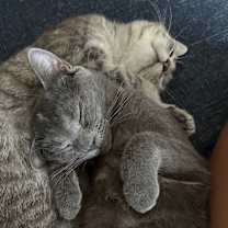 Thumbnail photo of Tulip #4