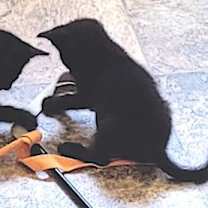 Thumbnail photo of Spot - Super Soft & Sweet Kitten #2