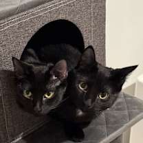 Thumbnail photo of Smudge #2