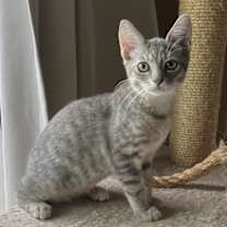 Thumbnail photo of Camille Claudel #4