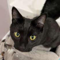 Thumbnail photo of Smudge #3