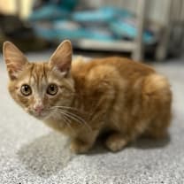 Thumbnail photo of Gingerbread #1