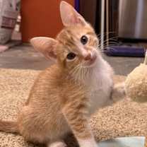 adopt a pet