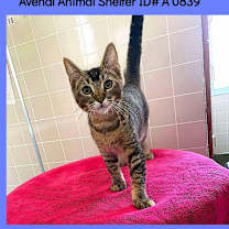adopt a pet