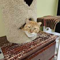 Thumbnail photo of Sheba #4