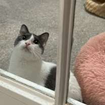 Thumbnail photo of Cissy #1