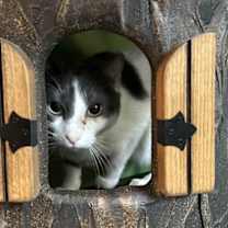 Thumbnail photo of Cissy #3