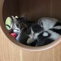 Thumbnail photo of Cissy #4