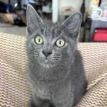 Thumbnail photo of Chainsaw #2