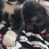 Thumbnail photo of Chuchu #1