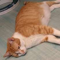 Thumbnail photo of Rajah #4