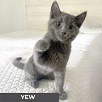 Thumbnail photo of Yew #4