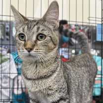 Thumbnail photo of Nico #2