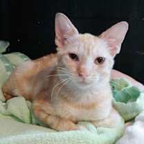 Thumbnail photo of Belle #1