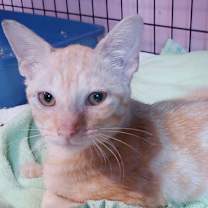 Thumbnail photo of Belle #3