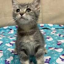 Thumbnail photo of MINT JULEP #2