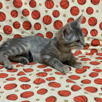 Thumbnail photo of STARFISH #4