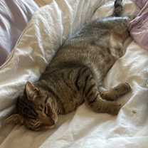 Thumbnail photo of Leopard #4