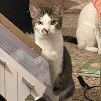 Thumbnail photo of Pudding #3