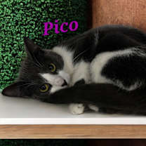 Thumbnail photo of Pico #1