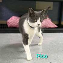 Thumbnail photo of Pico #2