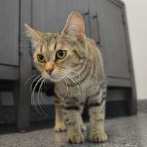 Thumbnail photo of Hex #4