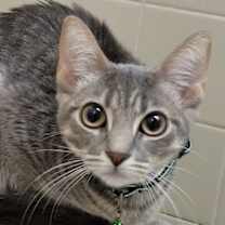 adopt-pet